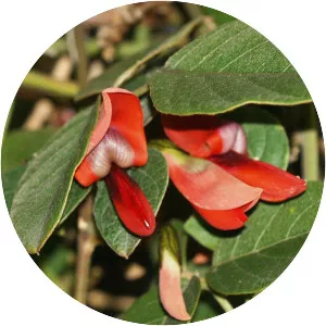 Dusky coral pea