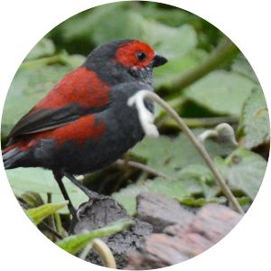 Dusky crimsonwing - Birds