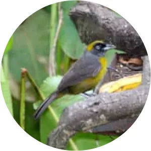 Dusky-faced tanager - Bird