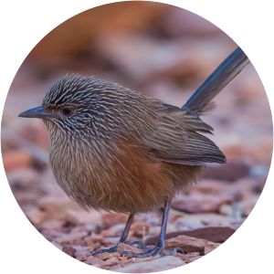 Dusky grasswren - Birds