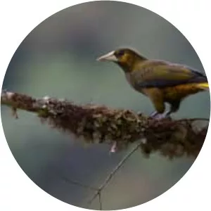 Dusky-green oropendola