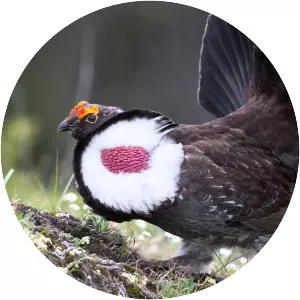 Dusky grouse - Bird
