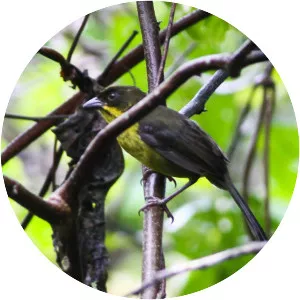 Dusky-headed brush finch - Bird