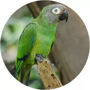 Dusky-headed parakeet