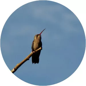 Dusky hummingbird