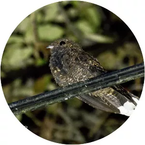 Dusky nightjar - Bird