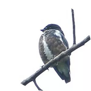 Dusky purpletuft - Bird