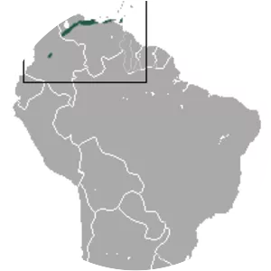 Dusky slender opossum