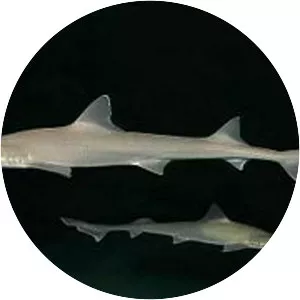 Dusky smooth-hound