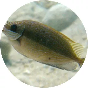 Dusky spinefoot