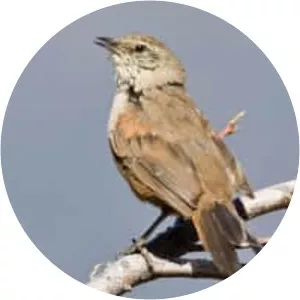 Dusky-tailed canastero