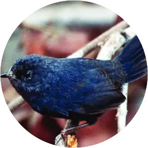 Dusky tapaculo