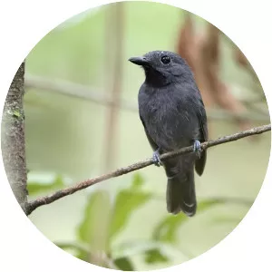 Dusky-throated antshrike