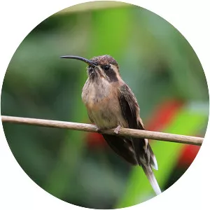 Dusky-throated hermit