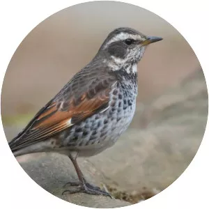 Dusky thrush