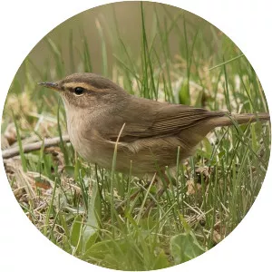 Dusky warbler - Birds