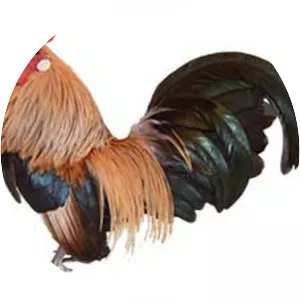 Dutch Bantam - Chicken breed