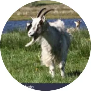 Dutch Landrace goat