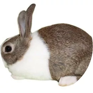 Dutch rabbit