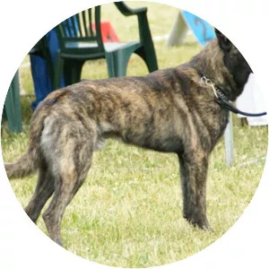 Dutch Shepherd