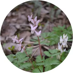 Dutchman's breeches