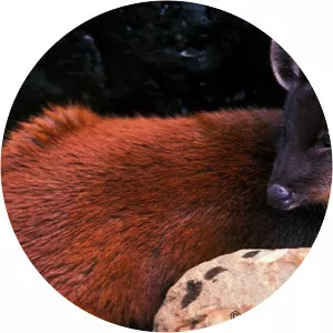 Dwarf brocket - Animal