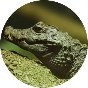 Dwarf crocodile