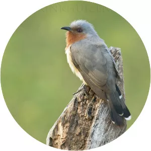 Dwarf cuckoo