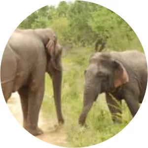 Dwarf elephant - Animal