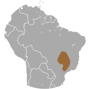 Dwarf fat-tailed mouse opossum