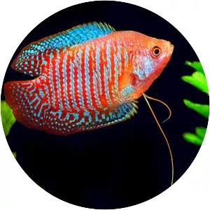 Dwarf gourami