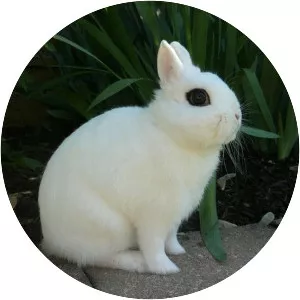 Dwarf Hotot - Animal breed