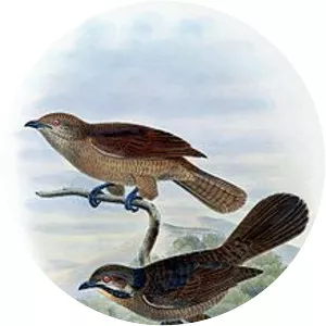 Dwarf koel