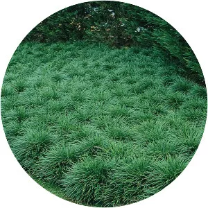 Dwarf lilyturf - Plants