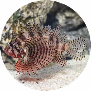Dwarf lionfish