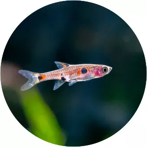 Dwarf rasbora