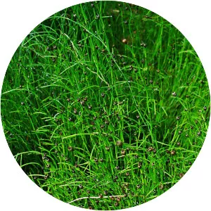 Dwarf scouring rush