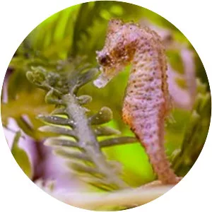 Dwarf seahorse