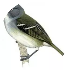 Dwarf vireo