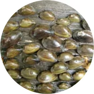 Dwarf wedgemussel