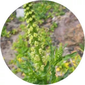 Dyer's weed - Plants