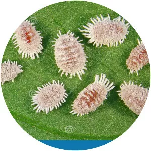 Dysmicoccus brevipes - 