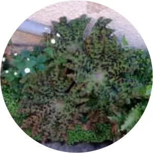 Dysosma delavayi