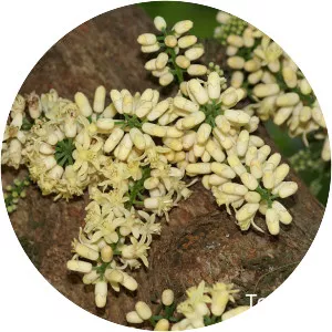 Dysoxylum densiflorum