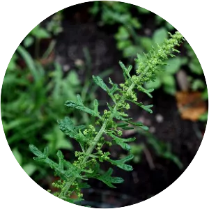 Dysphania botrys - Plants