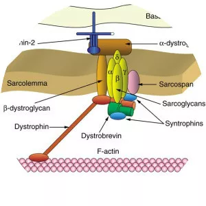 Dystrobrevin - Protein