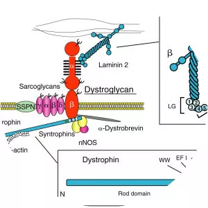 Dystroglycan