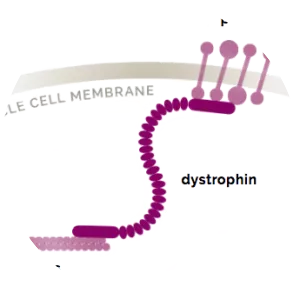 Dystrophin - Protein