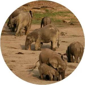 DzangaNdoki National Park