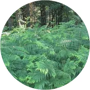 Eagle fern